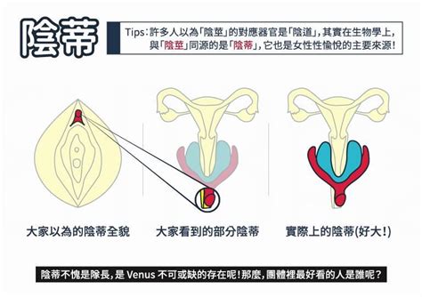 陰阜 意味